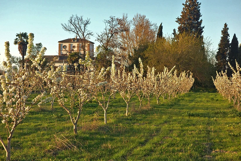 Historia Cortijo del Pino - Frutales