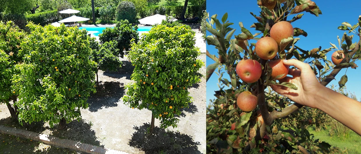 Espacios comunes del Cortijo del Pino - Frutales