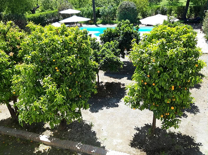 Frutales en Cortijo del Pino