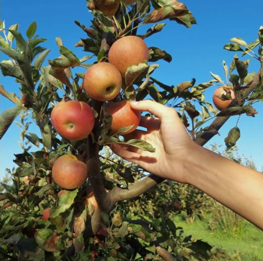 Frutales en Cortijo del Pino